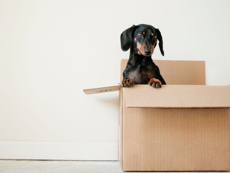My Perfect Home - Cleaning services in Szczecin Poland
